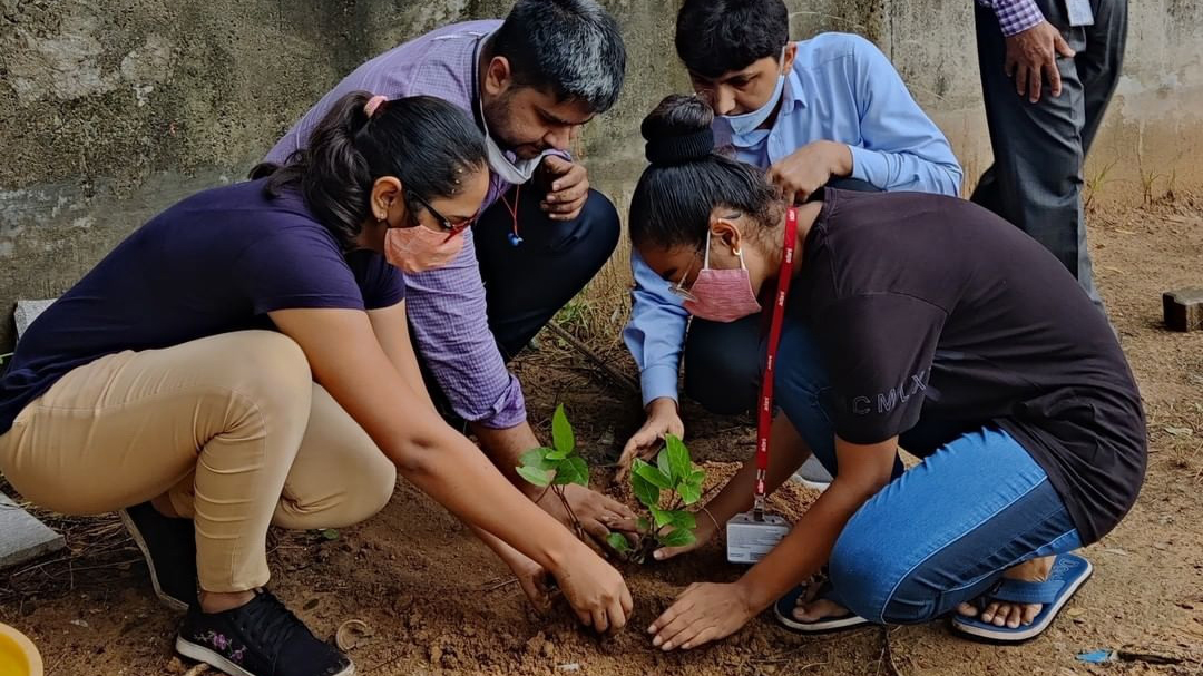 Tree Plantation 3